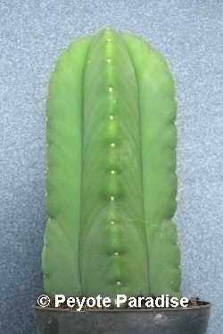 Kale San Pedro-Trichocereus scopulicola-5 ribben-13+cm-PLANT