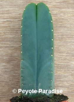 Kale San Pedro-Trichocereus scopulicola-4 ribben-13+cm-PLANT
