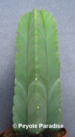 Kale San Pedro Cactus met 5 ribben - 15+ cm - PLANT IN POT