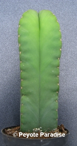 Kale San Pedro-Trichocereus scopulicola-4 ribben-15+cm-PLANT