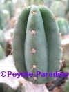 San Pedro Cactus = Trichocereus pachanoi -  3+ cm - STEK 