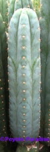 San Pedro Cactus = Trichocereus pachanoi - 20+ cm - STEK 