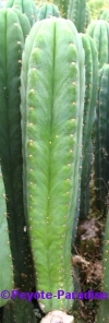 San Pedro Cactus = Trichocereus pachanoi - 40+ cm - STEK 