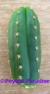 Peruvian Torch Cactus - Huancabamba -  3+ cm - STEK 