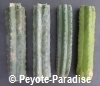 San Pedro Cactus Stekken voor Ceremonies - 40+ cm 