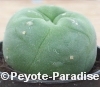 Lophophora diffusa - Valse Peyote Cactus - 3+ cm - PLANT 