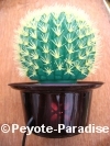 Cactus Lamp  