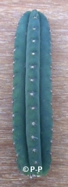 San Pedro Cactus = Trichocereus pachanoi - 15+ cm - STEK 