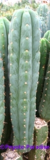 San Pedro Cactus = Trichocereus pachanoi - 35+ cm - STEK 