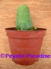 Penis Cactus (klein) met 2 ribben - 10+ cm - PLANT 