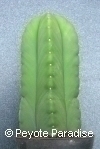 Kale San Pedro-Trichocereus scopulicola-5 ribben-13+cm-PLANT 