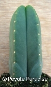 Kale San Pedro-Trichocereus scopulicola-5 ribben- 3+cm-PLANT 
