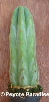 San Pedro Cactus = Trichocereus pachanoi - 17+ cm - PLANT 