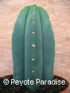Kale San Pedro-Trichocereus scopulicola-4 ribben- 6+cm-PLANT 