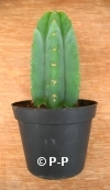 San Pedro Cactus = Trichocereus pachanoi - 12+ cm - PLANT 