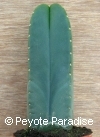 Kale San Pedro-Trichocereus scopulicola-4 ribben-10+cm-PLANT 