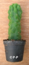 San Pedro Cactus monstervorm - 25+ cm - PLANT IN POT 