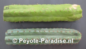Sterke San Pedro Cactus stekken voor Ceremonies (zijkant).
