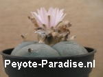 De roze bloem van de Peyote Cactus heeft zich net geopend (zijkant).