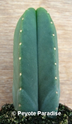 Bald San Pedro Cactus with 5 ribs - 2+ cm - PLANT IN A POT