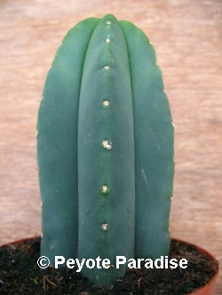 Bald San Pedro Cactus with 4 ribs -  8+ cm - PLANT IN A POT