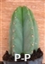 San Pedro Cactus = Trichocereus pachanoi - 7+ cm - PLANT