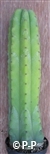 San Pedro Cactus = Trichocereus pachanoi - 20+ cm - PLANT