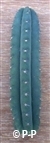 San Pedro Cactus = Trichocereus pachanoi - 20+ cm - STEK