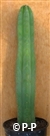 San Pedro Cactus = Trichocereus pachanoi - 25+ cm - PLANT
