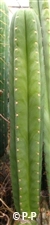 San Pedro Cactus = Trichocereus pachanoi - 30+ cm - PLANT