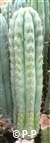 San Pedro Cactus = Trichocereus pachanoi - 25+ cm - STEK