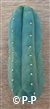 San Pedro Cactus = Trichocereus pachanoi - 10+ cm - STEK