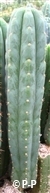 San Pedro Cactus = Trichocereus pachanoi - 30+ cm - STEK