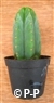San Pedro Cactus = Trichocereus pachanoi - 10+ cm - PLANT