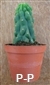 San Pedro Cactus Monstrous Form - 7+ cm - PLANT IN A POT.