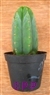 San Pedro Cactus = Trichocereus pachanoi -  5+ cm - PLANT