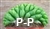 San Pedro Cactus crest / cristate - 10+ cm - PLANT IN A POT