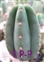 San Pedro Cactus = Trichocereus pachanoi -  5+ cm - STEK