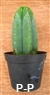 San Pedro Cactus = Trichocereus pachanoi -  4+ cm - PLANT