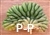 San Pedro Cactus kamvorm / cristaat -  8+ cm - STEK