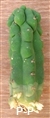 San Pedro monstrous form / monstruosus - 10+ cm - CUTTING
