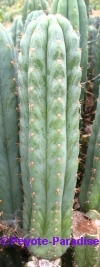 San Pedro Cactus = Trichocereus pachanoi - 25+ cm - STEK