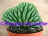 San Pedro Cactus kamvorm / cristaat - 12+ cm - PLANT IN POT 