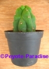 San Pedro Cactus monstervorm -  7+ cm - PLANT IN POT 
