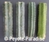 Peruvian Torch Cactus Stekken voor Ceremonies - 40+ cm 