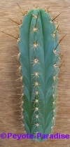 Peruvian Torch Cactus - Matucana - 15+ cm - DIKKE STEK