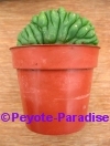San Pedro Cactus kamvorm / cristaat -  8+ cm - PLANT IN POT