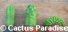SET van 3 San Pedro Cactus soorten en vormen 10+ cm -PLANTEN 