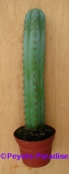 San Pedro Cactus = Trichocereus pachanoi - 55+ cm - PLANT 