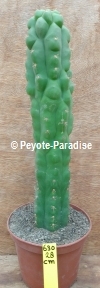 SAN PEDRO BALD MONSTROUS FORM - H. 28 CM - UNIQUE! (UC630) 